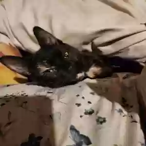 adoptable Cat in Athens, MI named Eepie