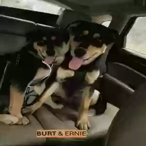 adoptable Dog in Trenton, FL named Ernie