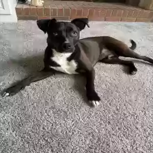 adoptable Dog in Duluth, GA named Nike