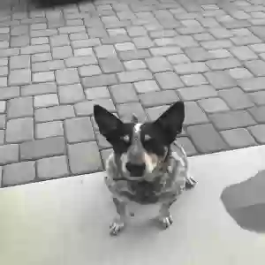 adoptable Dog in San Tan Valley, AZ named Riley