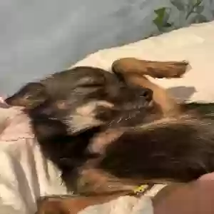 adoptable Dog in Panama City Beach, FL named Grace