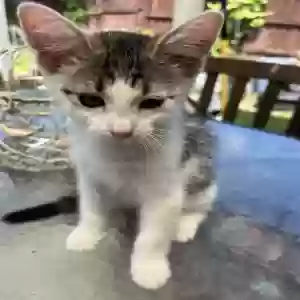 adoptable Cat in Garland, TX named Bonnie