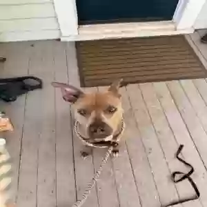 adoptable Dog in Lake Alfred, FL named Millie