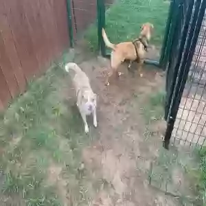 adoptable Dog in New Braunfels, TX named Sam