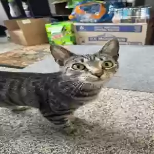 adoptable Cat in Columbus, IN named Unknown