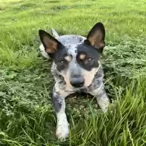 adoptable Dog in Las Vegas, NV named Cali