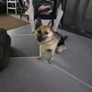 adoptable Dog in Auburndale, FL named Petty