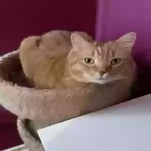 adoptable Cat in Murfreesboro, TN named ANGEL