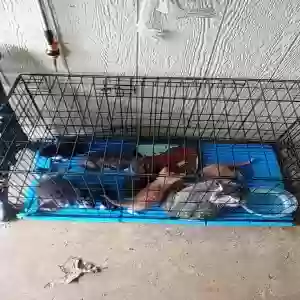 adoptable Cat in Kilgore, TX named Unknown