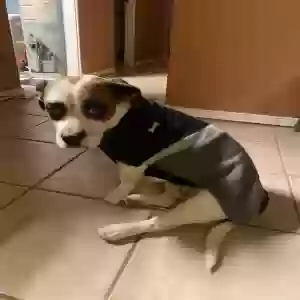 adoptable Dog in El Paso, TX named Jackson