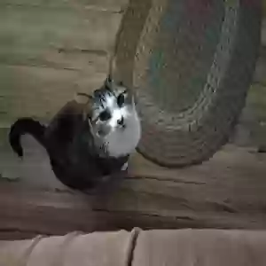 adoptable Cat in De Kalb, TX named Little Girl