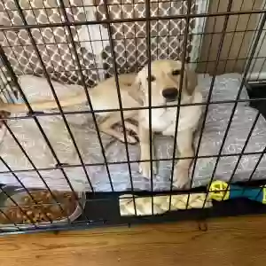 /images/pets/original/2183105_actual_three.webp
