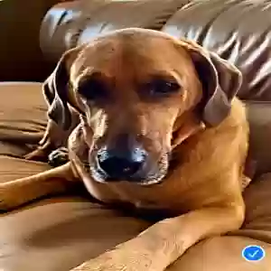 adoptable Dog in Canton, MI named Shuster