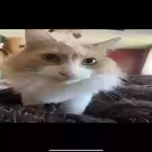 adoptable Cat in Franklin, IN named Pippin