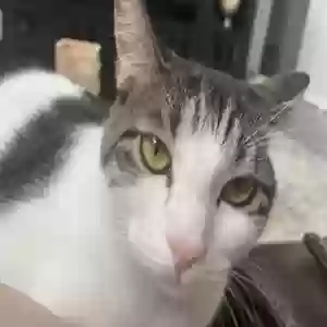 adoptable Cat in Conroe, TX named Dory