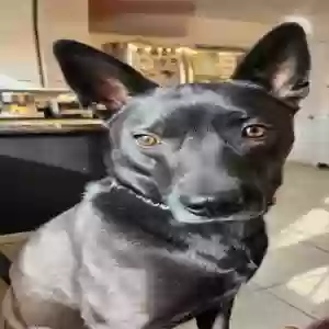 adoptable Dog in Cincinnati, OH named Gabo