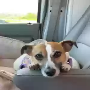 adoptable Dog in Buda, TX named Lucy