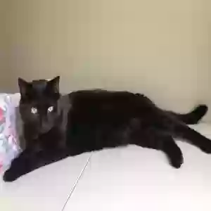 adoptable Cat in Cincinnati, OH named Piper