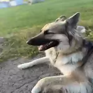 adoptable Dog in Avilla, IN named Zola