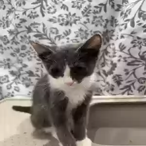 adoptable Cat in Katy, TX named NONE