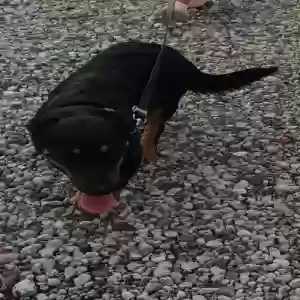 adoptable Dog in Auburn, IN named Luna Bug