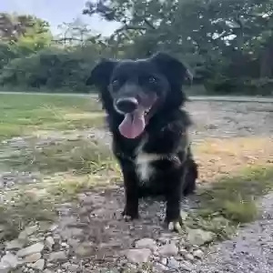 adoptable Dog in Irving, TX named Jo