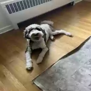 adoptable Dog in Philadelphia, PA named Bruce