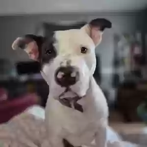 adoptable Dog in Hastings, MI named Hector