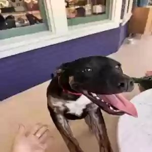 adoptable Dog in Modesto, CA named Queenie