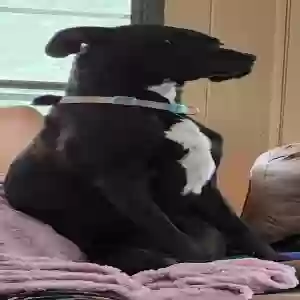 adoptable Dog in Sherwood, MI named Sateria