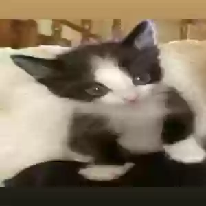 adoptable Cat in Corsicana, TX named 1,2,&3