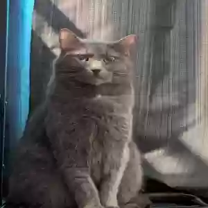 adoptable Cat in Aumsville, OR named Unknown