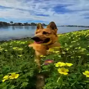 /images/pets/original/2183285_91537_Screenshot_20250603_140822_Gallery.webp