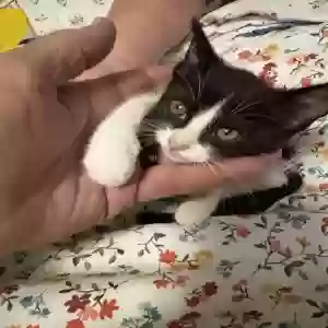adoptable Cat in Lumberton, TX named Young kitten no name