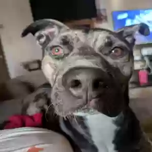 adoptable Dog in Renton, WA named Neji