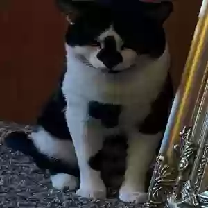 /images/pets/original/2183318_actual_three.webp