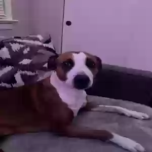 adoptable Dog in Cleveland, OH named Rainbow
