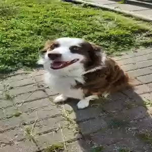 adoptable Dog in Fowlerville, MI named Roen