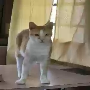 adoptable Cat in Sandy Hook, KY named Merlin