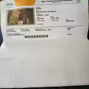 adoptable Dog in Fountain, FL named Mona