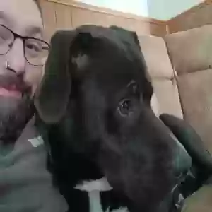 adoptable Dog in Jackson Center, OH named Phillip