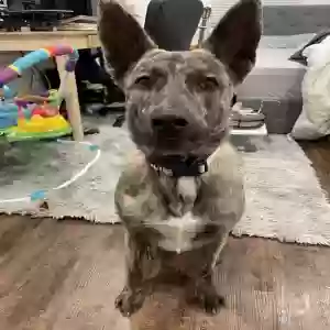 adoptable Dog in Monroe, GA named Sybil