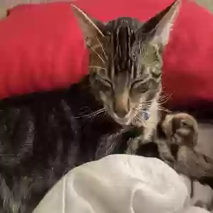 adoptable Cat in Perris, CA named Juno