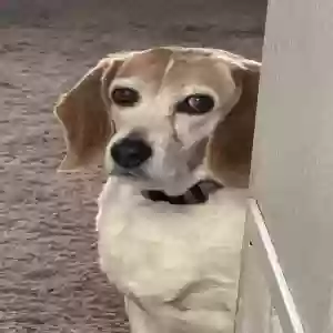 adoptable Dog in Wellington, CO named Peanut