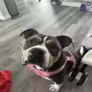 adoptable Dog in Saint Augustine, FL named Indica (Indy)