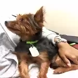 adoptable Dog in Northville, MI named Marco