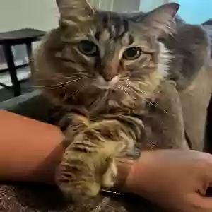 adoptable Cat in Crosby, TX named lucca