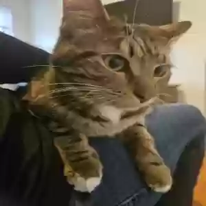 /images/pets/original/2183405_90123_20250225_182515.webp