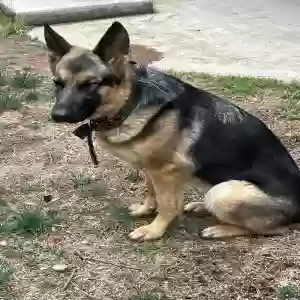 adoptable Dog in Mayer, AZ named Nikki