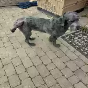 adoptable Dog in New Palestine, IN named Unknown